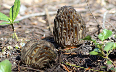 Loại cây dại mọc um tùm ở Việt Nam, "trời Tây" bán giá 13 triệu đồng/kg vẫn có người rút hầu bao