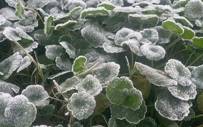 Miền Tây Nghệ An rét đậm, nhiệt độ giảm xuống -5°C, băng giá bao phủ