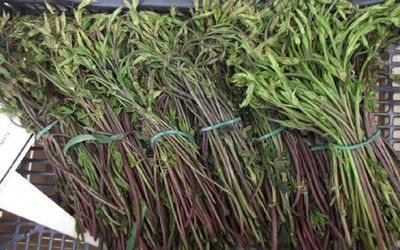 Loại rau dại xưa không ai ngó, nay thành đặc sản đắt đỏ bậc nhất thế giới, 39 triệu đồng/kg
