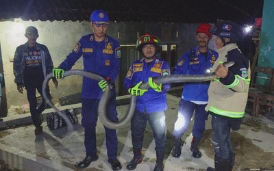 Bắt sống rắn hổ mang chúa khổng lồ dài 2,5 mét bò vào nhà dân
