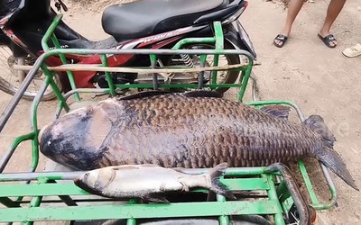 Người dân bắt được con cá chép khổng lồ nặng 100kg trên sông