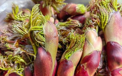 Loại rau dại mọc trên núi xưa không ai ngó, nay thành đặc sản dân phố "thích mê"