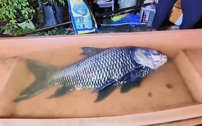 Người dân bắt được con cá chép khổng lồ nặng 60kg gần bờ sông