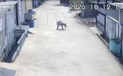 Đang đi bộ trên đường, bé gái bị khỉ hoang tấn công