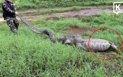 Người dân ghi lại cảnh tượng "nổi da gà" ngoài vườn