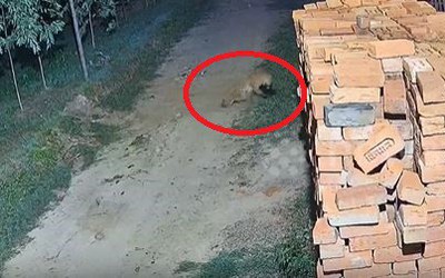 Camera giám sát ghi lại cảnh tượng "nổi da gà" diễn ra trong chớp mắt