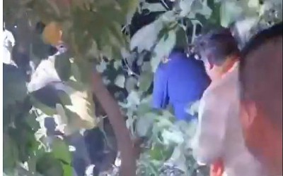 Báo hoa mai kéo cậu bé vào bụi rậm, hàng trăm người tham gia giải cứu