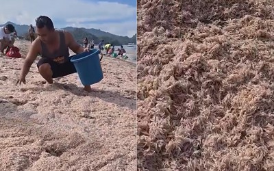 Tép biển trôi dạt vào bờ, hàng trăm người dân mang xô ra thu gom