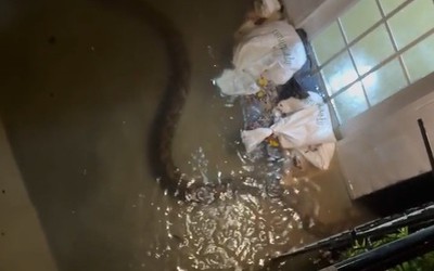 Gia đình sốc nặng khi phát hiện trăn khổng lồ dài 6 mét bò vào nhà