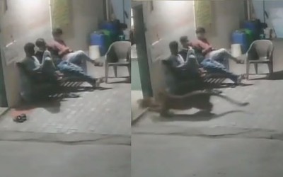 Báo săn tấn công chó ngay trước mặt người dân