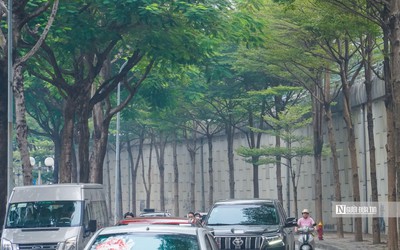 Danh sách 18 loại cây Hà Nội cấm trồng nơi công cộng