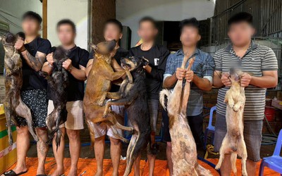 Triệt phá đường dây trộm chó bằng ô tô, tiêu thụ hơn 10 tấn thịt
