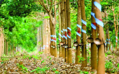 Giá mủ cao su tăng, Cao su Thống Nhất lãi đậm