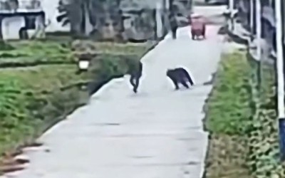 Người đàn ông chạm trán gấu dữ trên đường và cái kết thót tim
