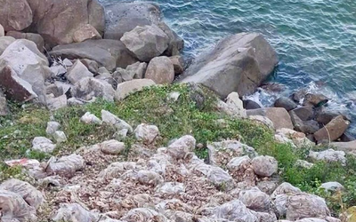 Đổ trộm 3,8 tấn ghẹ chết bốc mùi ra bờ biển, người đàn ông bị xử phạt