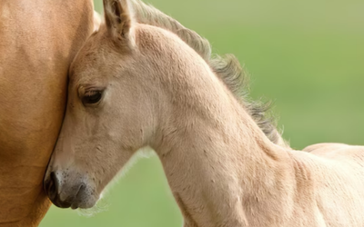 Loài vật tưởng tuyệt tích bỗng “tái xuất” với cột mốc không ngờ sau 200 năm