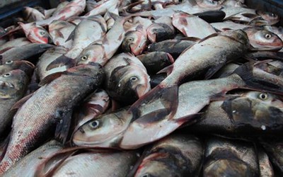 Loài cá thường bị chê vì mùi tanh nhưng lại là “kho báu” Omega-3 cực tốt cho sức khỏe