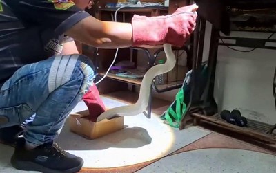 Cụ bà phát hiện trăn bạch tạng bò vào nhà và cái kết bất ngờ
