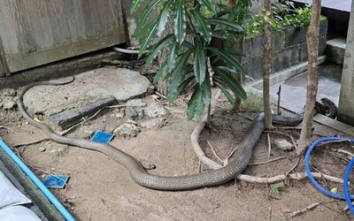 Sởn da gà khi thấy hổ mang chúa dài 4m nuốt chửng trăn