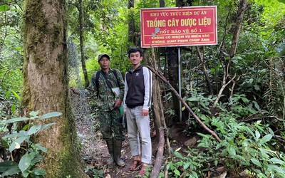 Trộm sâm Ngọc Linh diễn biến phức tạp, giám định tang vật gặp khó