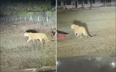 Tài xế ô tô cứu sống nhóm công nhân đang ngủ khỏi báo hoang