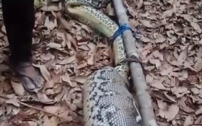 Người dân bắt được con trăn khổng lồ dài 7 mét với chiếc bụng to bất thường