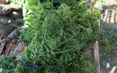 Rau dớn và... nhà rông