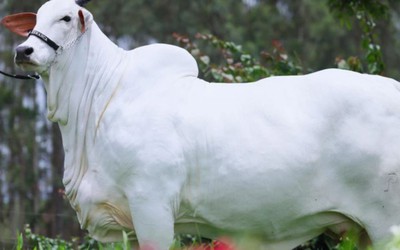 Con bò màu trắng khổng lồ có giá hơn 122 tỷ đồng