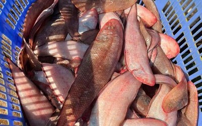 Loài cá là “kho báu” dưỡng chất, lại còn ít xương, nhiều thịt