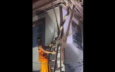 Nhà sư bắt được con trăn khổng lồ dài 3 mét mắc kẹt trên mái nhà