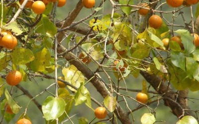 Loài cây có hạt chứa chất độc cực mạnh, Hà Nội đưa vào danh mục cấm trồng