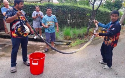 Rắn hổ mang chúa dài 5 mét bò vào nhà dân giữa lúc trời mưa