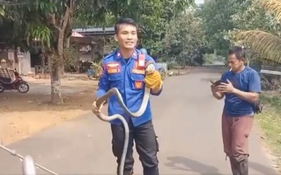 Bắt sống rắn hổ mang chúa dài 1,9 mét bò vào động cơ ô tô