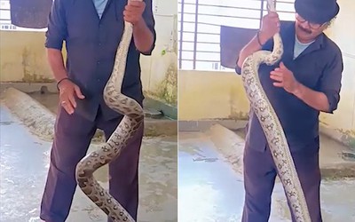 Bắt sống trăn khổng lồ dài 3 mét bò vào ký túc xá nữ