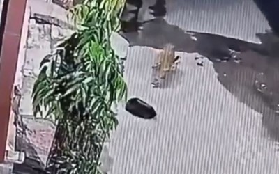 Báo hoa mai rình rập, bắt trộm chó ngay trước cửa nhà dân