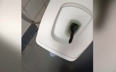 Mở nắp bồn cầu, người phụ nữ la hét khi thấy thứ đáng sợ bên trong