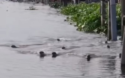 Người dân bất ngờ ghi lại được cảnh tượng nổi da gà trên sông