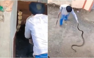 Bắt sống rắn hổ mang chúa dài 3 mét bò vào nhà vệ sinh