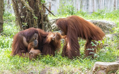 Từ hơn 4.000 cá thể đến mạng lưới bảo tồn quốc tế: Vinpearl Safari đã đi xa đến đâu sau hơn một thập kỷ?
