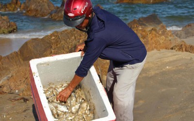 Thông báo kết quả phân tích vụ cá chết trôi dạt bờ biển Quảng Trị