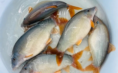 Mùa nước nổi miền Tây có đặc sản nghe tên lạ hoắc, khiến thực khách ăn rồi là nhớ mãi