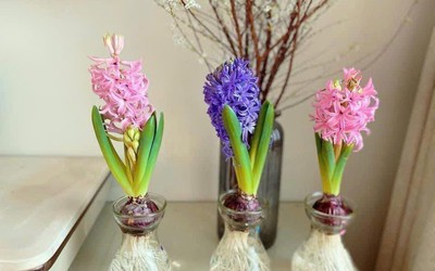 Tiên ông - Loài hoa có mùi thơm đặc biệt, hút khách trong dịp Tết