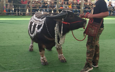 Con trâu lùn được trả 16 tỷ đồng, người đàn ông vẫn từ chối bán