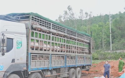 Nghệ An tiêu hủy 180 con lợn nhiễm dịch tả lợn châu Phi