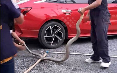 Bắt sống rắn hổ mang chúa dài 3,6 mét ẩn nấp dưới gầm xe ô tô