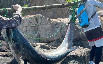 Cần thủ câu được cá "khủng" nặng 63kg, người dân vật lộn hơn 1 giờ mới đưa được lên bờ