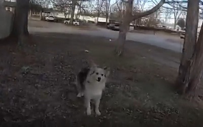 Chú chó thông minh giúp cảnh sát tìm thấy cậu bé 3 tuổi bị mất tích