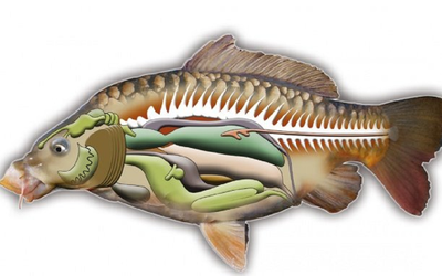 2 bộ phận của cá "cực độc, nhất là cái số 1, nhiều người thích ăn vì tưởng bổ