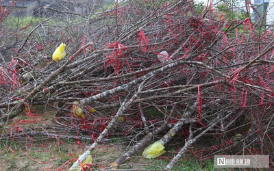 Ngày 29 Tết, tiểu thương chặt đào, vứt la liệt ở vỉa hè