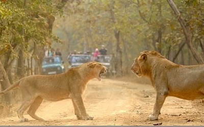 Sư tử cái đối đầu kịch tính với sư tử đực và cái kết